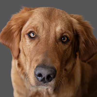 Scout